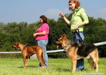 Křenovická voříškiáda