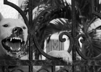 Agresivní chování psů