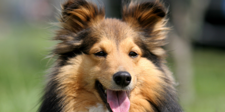 Sheltie 