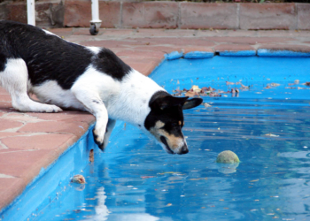 Bezpečnost psů v blízkosti bazénu