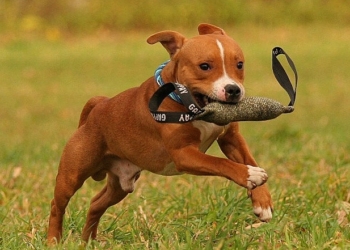 1. stafbulí hrátky haf bez obav