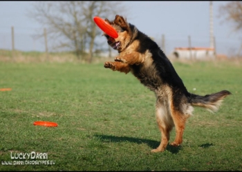 Dogfrisbee
