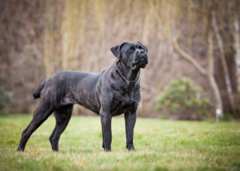 Délku života psů lze významně prodloužit