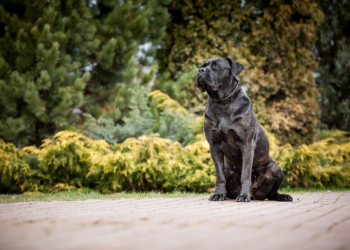 Dědičnost dysplazie kyčelního kloubu u psů