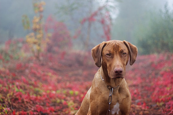 Rhodéský ridgeback