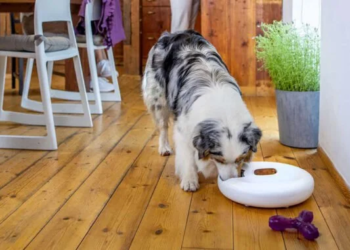 Recenze: Tesla Smart Pet Feeder Spin – Chytrý dávkovač krmiva