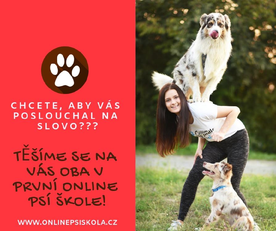 Online kurz Základní poslušnosti - od největší online psí školy v ČR