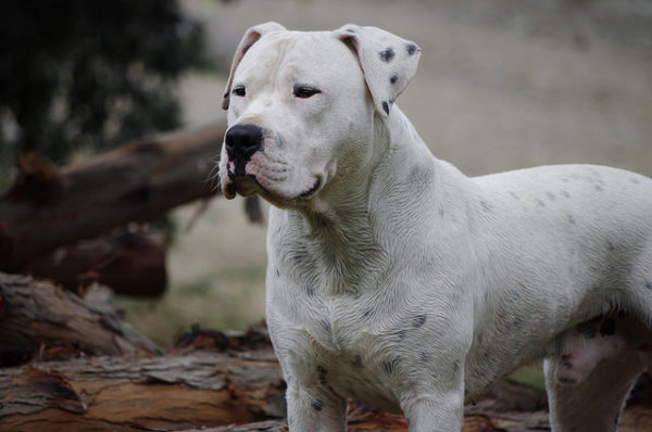 argentinska doga