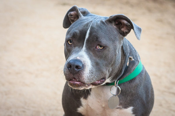 cane corso