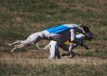 Coursing