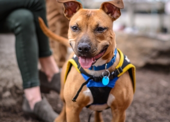 Vycítí psi koronavirus? Izrael je k tomu zkouší vycvičit