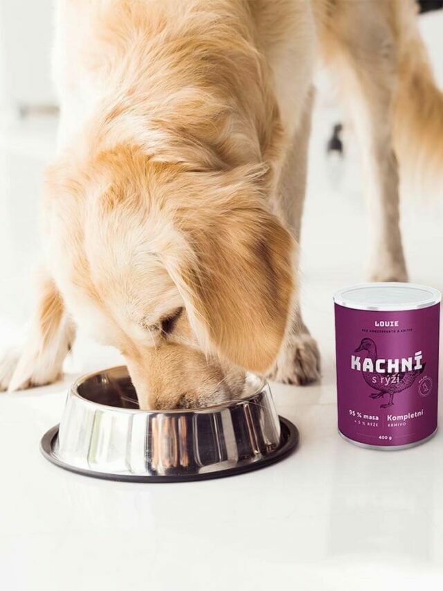 10 „Lidských“ jídel pro psy s nutričně bohatým a pestrým složením