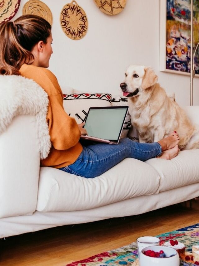 Výcvik psa z pohodlí domova zvládne i úplný začátečník