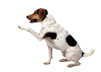 Mohou být i psi „leváci“ jako lidé?