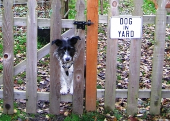 Pes jako samozřejmost?