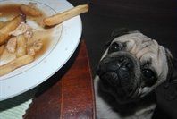 pes u jídla