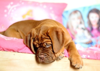 Problémy s hárající fenou