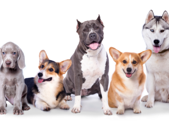 Jaké plemeno psa si vybrat?