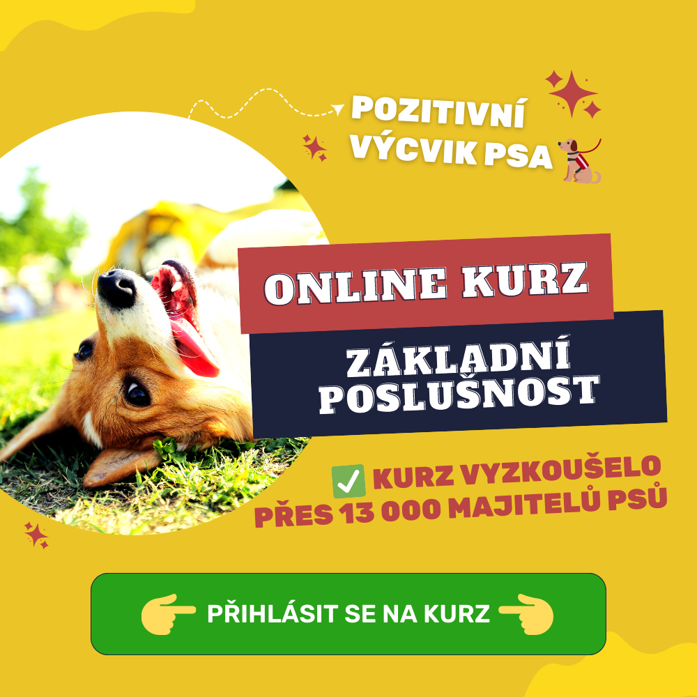 Online kurz Základní poslušnosti - od největší online psí školy v ČR