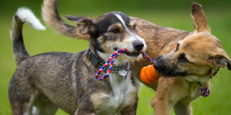 Kolagen pomáhá psům proti bolesti kloubů