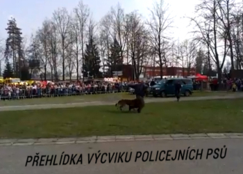 Přehlídka výcviku policejních psů