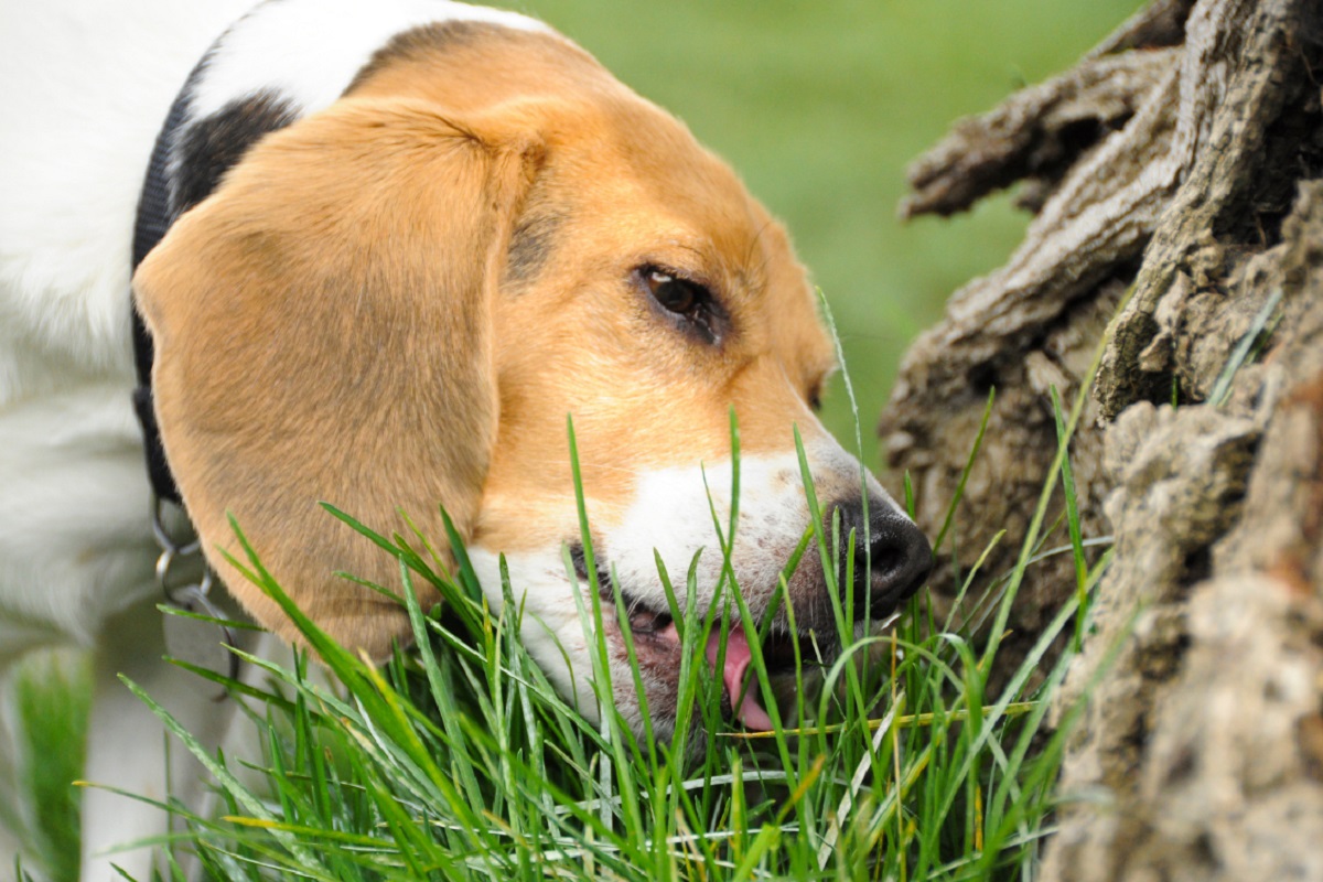 Proč psí jedí travu?